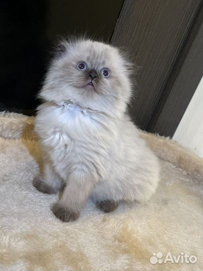 Скоттиш фолд Шотландские котята