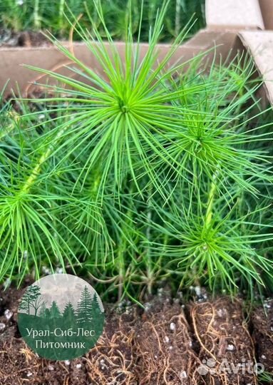 Сеянцы зкс Сосна окс Ель Лиственница Горная