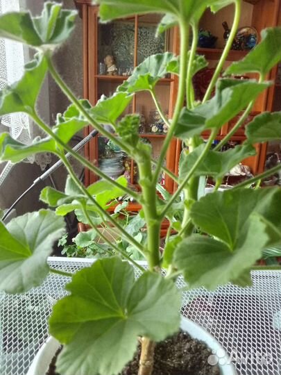 Пеларгония герань сортовая Пак Вива Росита