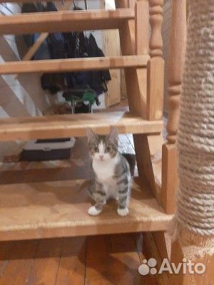Котята в добрые руки приучены к лотку