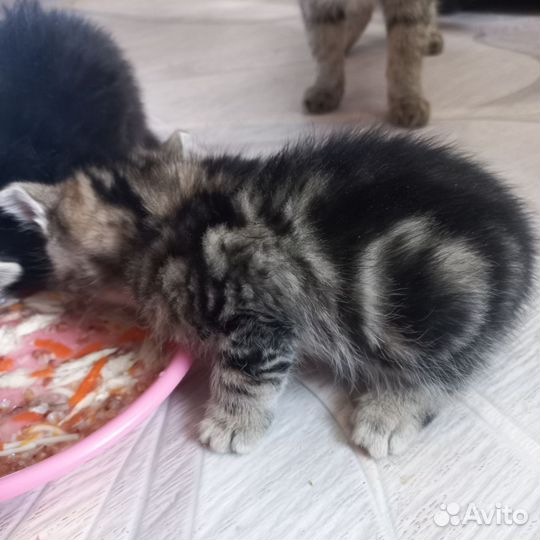 Отдам красивых котят от британского кота (метисы)