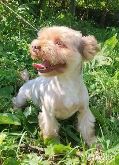 Шоколадный мраморный йорк