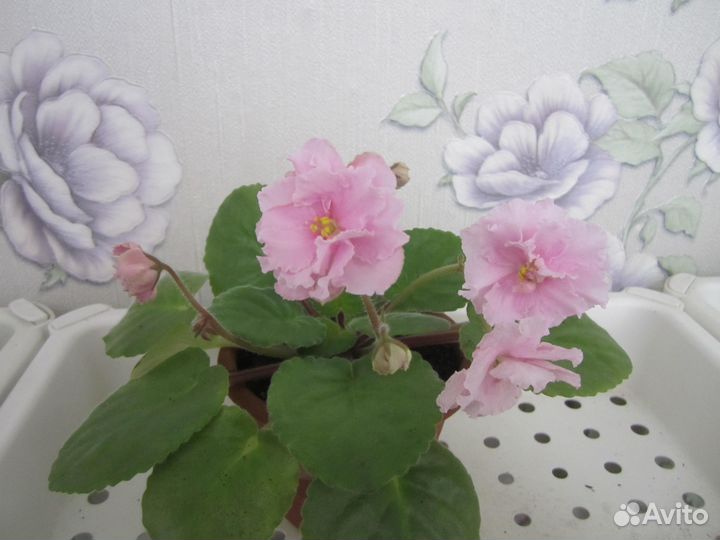 Фиалки цветущие