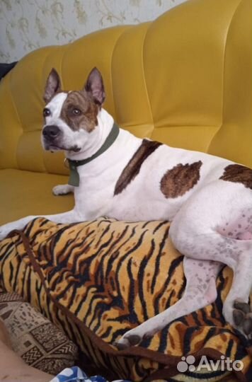 Передержка собак мелких и средних пород