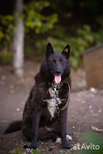 Собака лайка в добрые руки