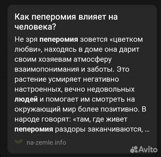 Комнатные цветы пеперомия