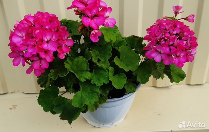 Пеларгония герань