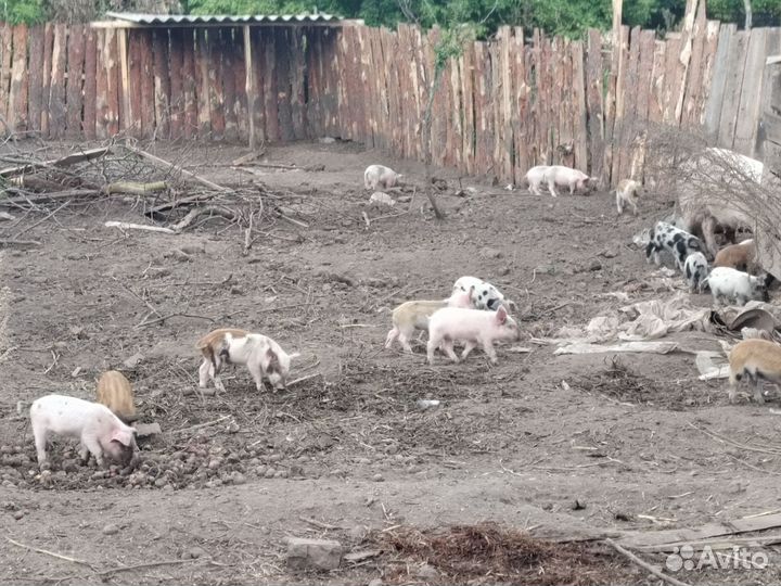 Поросята мяных пород