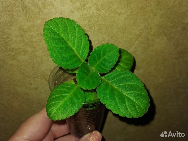 Глоксиния-тидея 