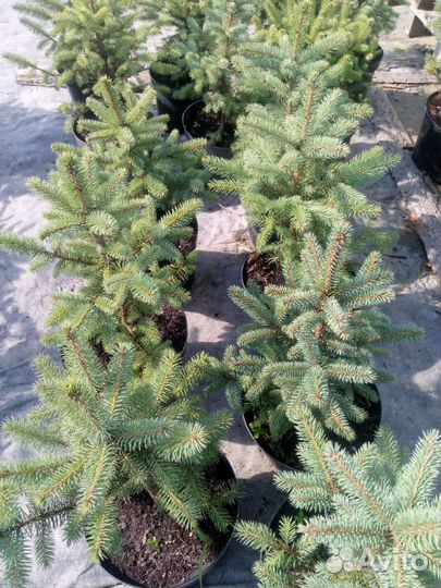 Ель голубая