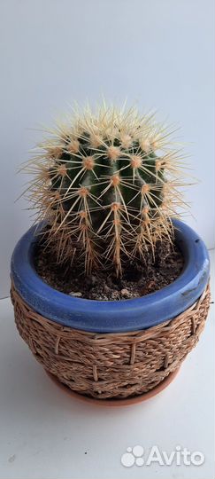 Кактус грузони