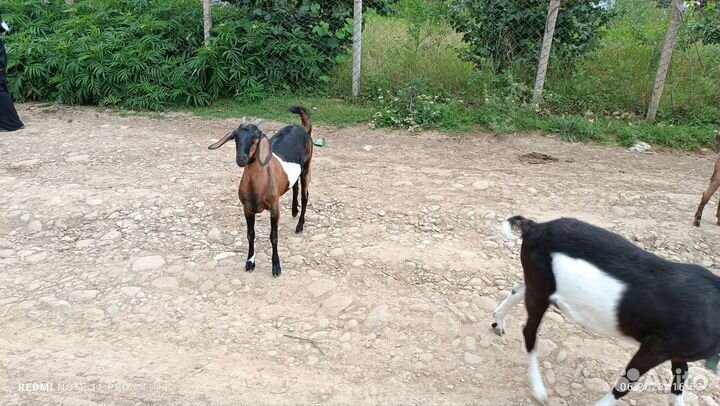 Англо нубийские козы