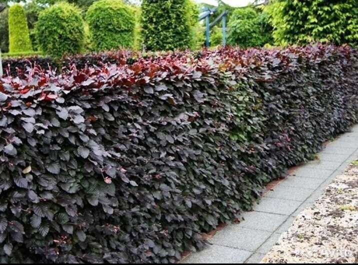 Пузыреплодник дьябло 100 см. стриженый9-11 веток 5