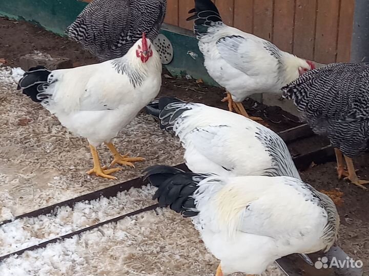 Инкубационное яйцо адлерская серебристая