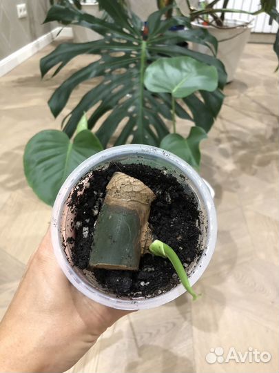 Монстера Делициоза (крупная форма)