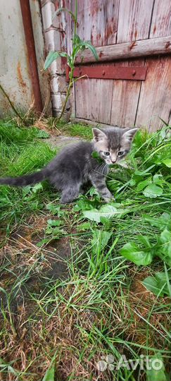 Котёнок мальчик