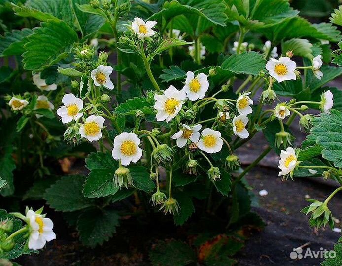 Клубника ремонтантная Королева Елизавета 2