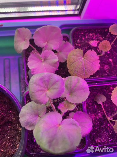 Цветы для сада многолетники