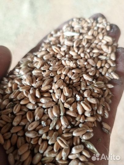 Продам пшеницу озимую