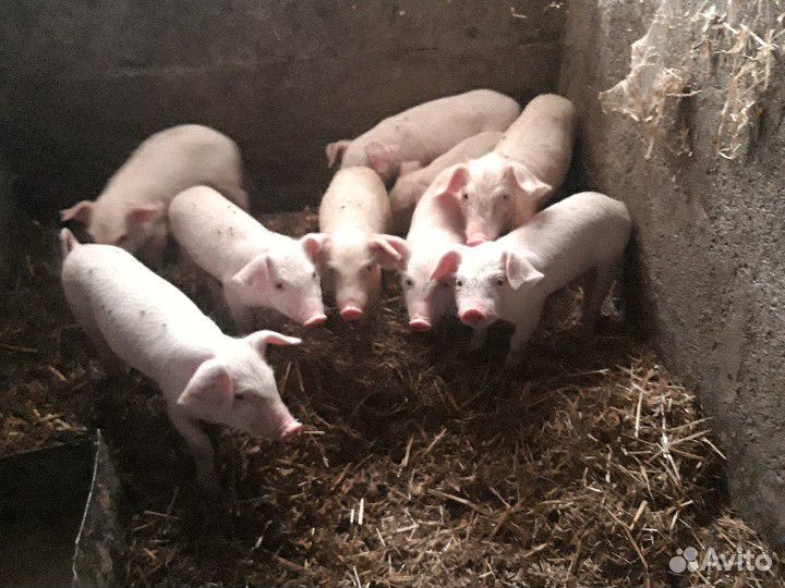 Поросята ландрас 1,5 месяца