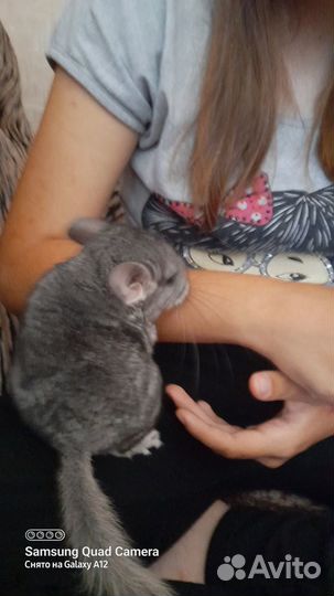 Шиншиллы с клеткой