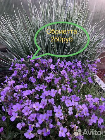 Почвопокровные растения, делёнки 15:15см