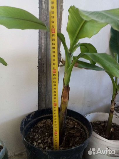 Банановая пальма