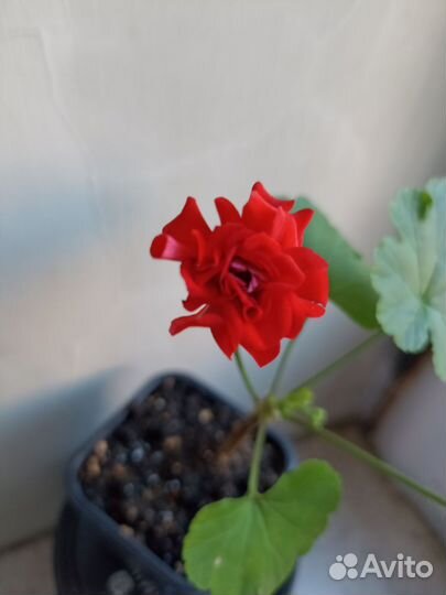 Пеларгония герань красная