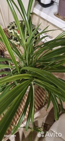 Хлорофитум