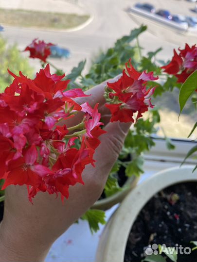Пеларгония сортовая