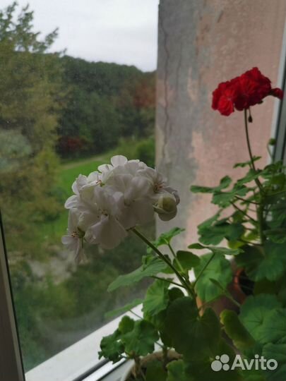 Герань пеларгония