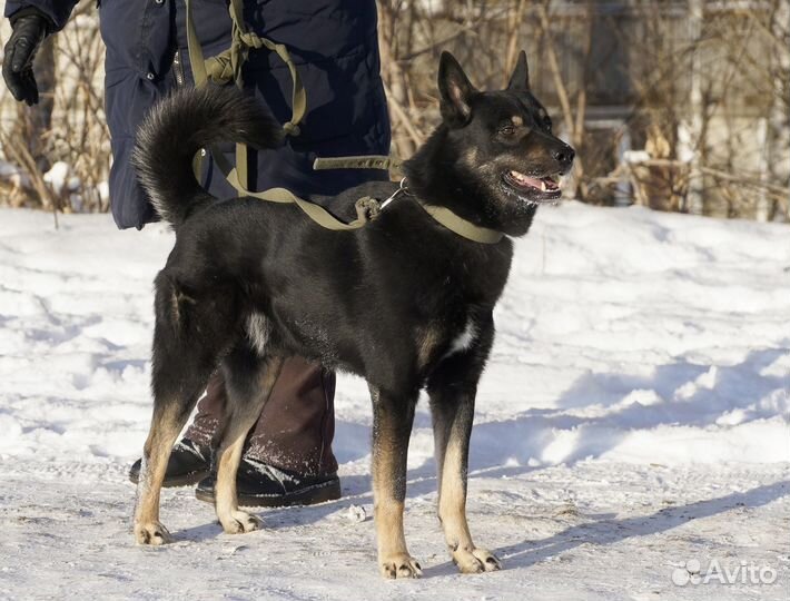 Собака в добрые руки отдам бесплатно