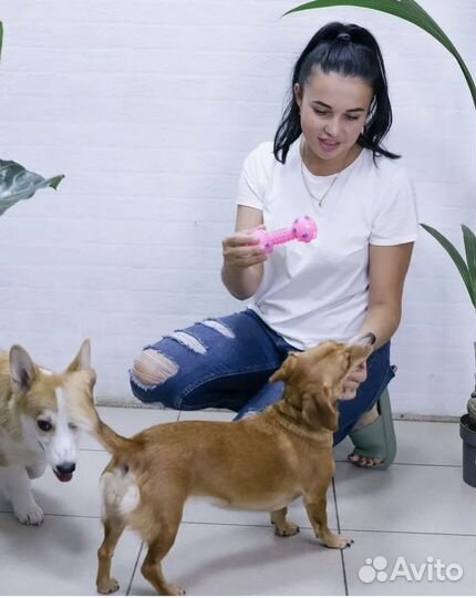 Передержка для собак любых пород