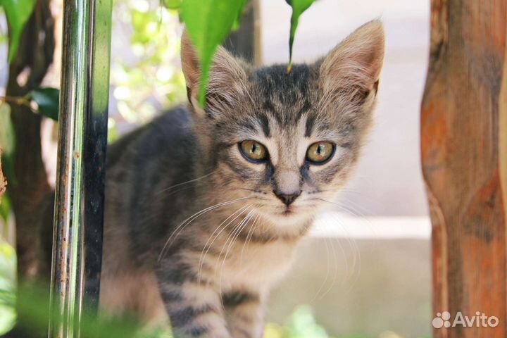 Кошка в дар бесплатно