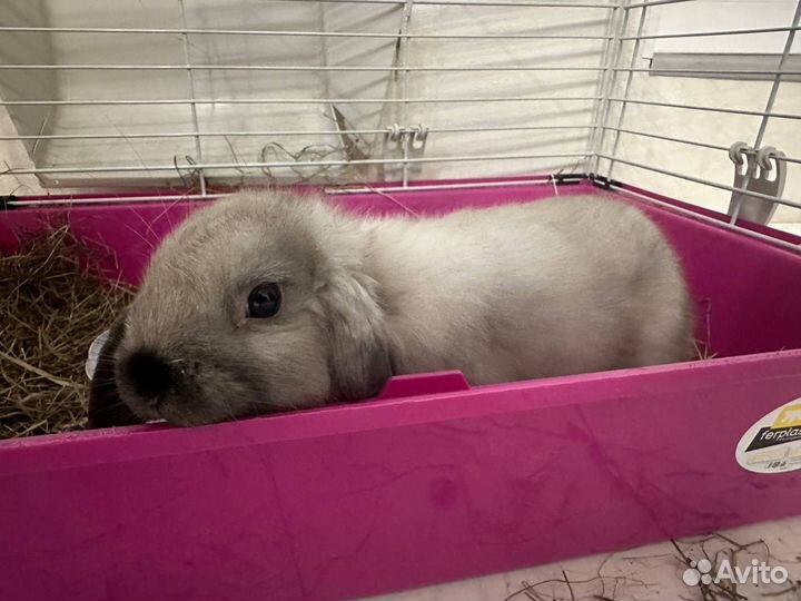 Крольчиха