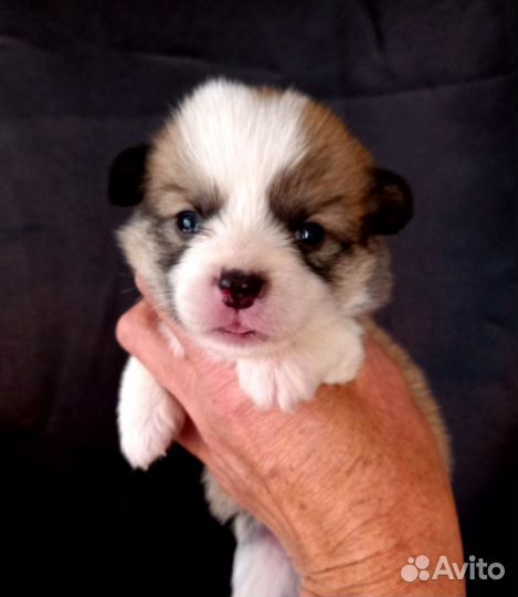 Корги малыши