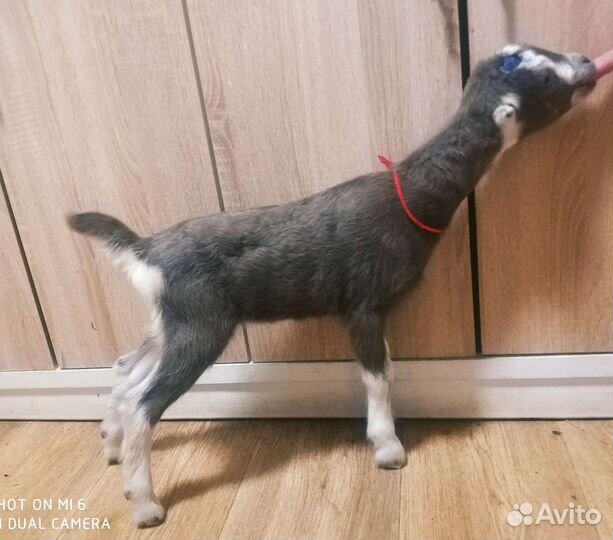 Козы ламанча