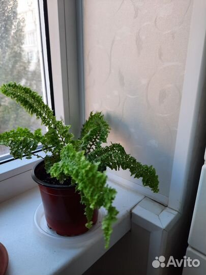 Папоротник кудрявый