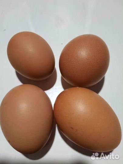 Домашние куриные яйца