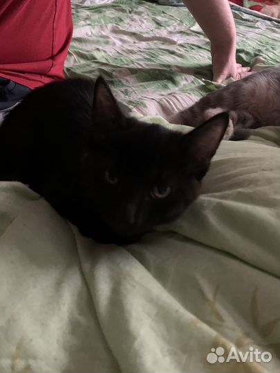 Британский котенок