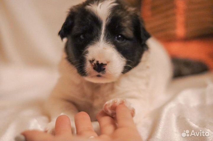 Щенки-панда в добрые руки