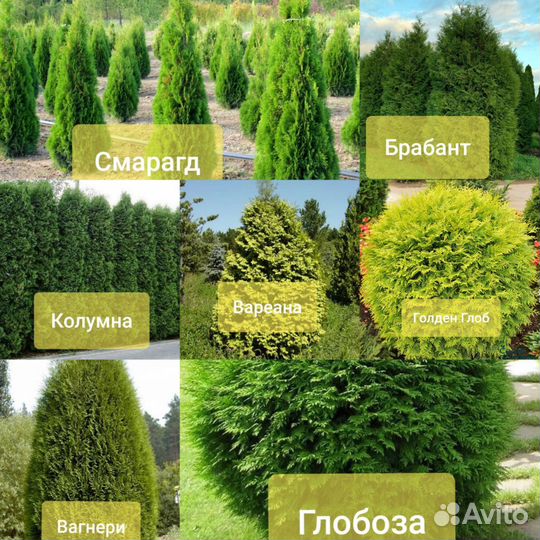 Туя и можжевельник в кассетах