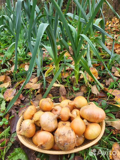 Лук репчатый домашний