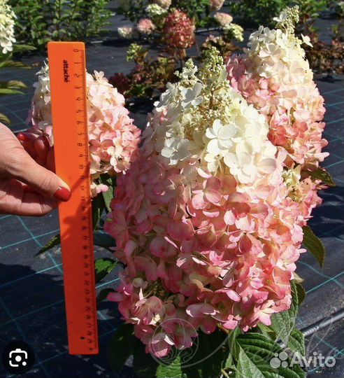 Кенделайт Гортензия метельчатая