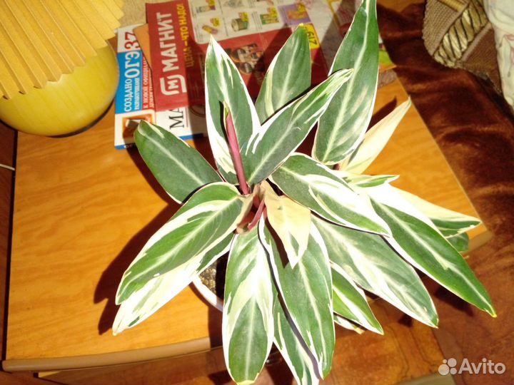 Строманта триколор