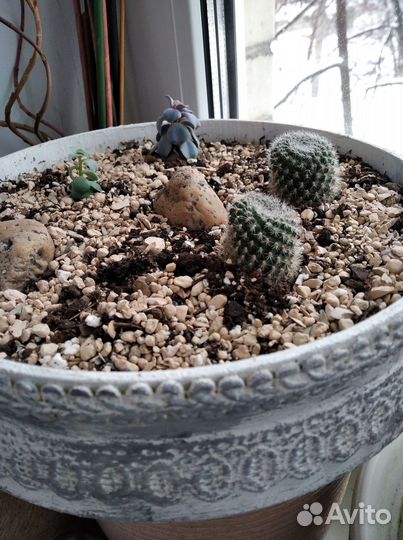 Кашпо с сакулентами