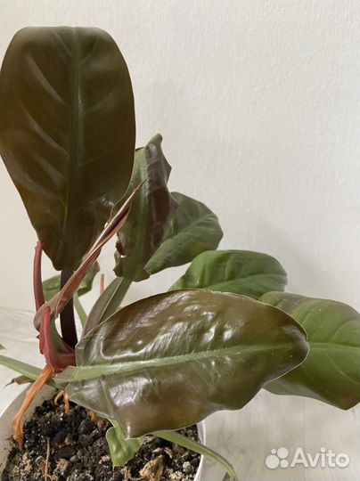 Филодендрон
