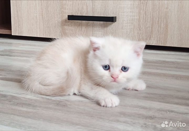 Котята шотландские