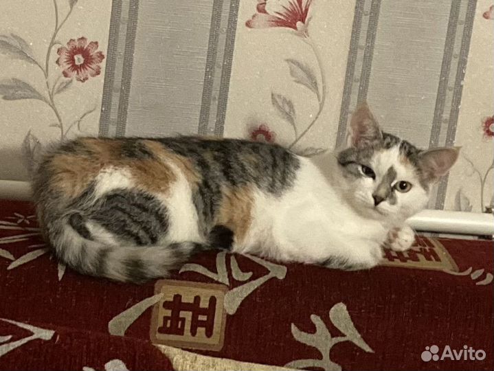 Кошечка Пятнашка