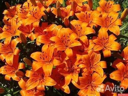 Лилия красивая